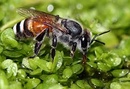 Tp. Hồ Chí Minh: Ento Pro-Đặc trị ong ruồi đục quả CL1355043P10