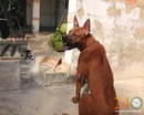Tp. Hồ Chí Minh: Phối Giống Chó Xoáy Thái RSCL1102700