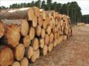 Tp. Hà Nội: Bán gỗ thông Phần lan nhập khẩu (Finland Pine Log) (LH: mr. Hùng, +84 903402787) CL1006593P11