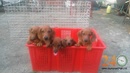 Tp. Hồ Chí Minh: Bán chó lạp xưởng (Dachshund) thuần chủng 01267718880 A. Minh RSCL1022096