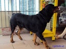 Tp. Hồ Chí Minh: Đổi em Rottweiler đực 14 tháng lấy em alaska con CL1318730