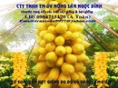 Tp. Hồ Chí Minh: cung cấp hạt đu đủ da vàng RSCL1699211