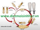 Tp. Hà Nội: Diệt mối sinh học có diệt tận gốc tổ mối? CL1309890