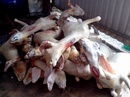 Tp. Hồ Chí Minh: Cung cấp thịt dê tại tphcm - lò mổ de Xuân Trường CL1310719P8
