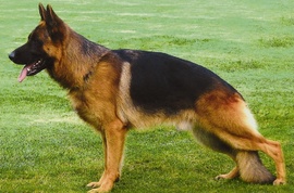 Phối giống chó Berger ( GSD ) Thuần chủng