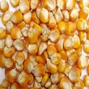 Tp. Hồ Chí Minh: Bán bắp hạt tiêu chuẩn xuất khẩu CL1314375P7