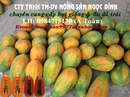 Tp. Hồ Chí Minh: cung cấp đu đủ trái CL1217929P2
