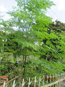 Tp. Hồ Chí Minh: Lá cây Chùm Ngây- Nhiều công dụng tốt cho sức khỏe RSCL1098153