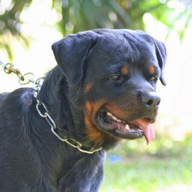 Hà nội nhận phối giống chó Rottweiler thuần chủng