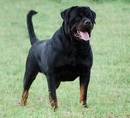 Tp. Hồ Chí Minh: Mua Chó Rottweiler CL1326997