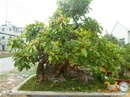 Tp. Hồ Chí Minh: Vườn cây kiểng Quận 12 CUS27860P7