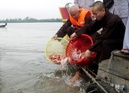 Tp. Hồ Chí Minh: Cung cấp cá phóng sanh CL1327022
