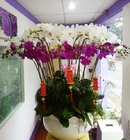 Tp. Hồ Chí Minh: Shop hoa lan hồ điệp ở quận 7 tp. hcm|0914. 772. 739| dien hoa sai gon CL1328192