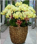 Tp. Hồ Chí Minh: Shop hoa lan hồ điệp ở tại thủ đức tp. hcm|0914. 772. 739| điện hoa tươi RSCL1327691