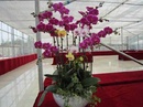 Tp. Hồ Chí Minh: Cửa hàng hoa lan hồ điệp ở tại Bình Chánh tp. hcm|0914. 772. 739| CL1328203