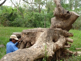 Bàn làm việc "Cá Hoá Long" Boss's desk