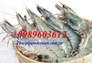 Tp. Hà Nội: Tôm sú - tôm nớt - tôm rảo bán buôn tại Hà Nội RSCL1351561