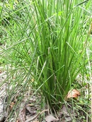 Tp. Hồ Chí Minh: Cung cấp giống cỏ Vetiver chất lượng CL1357792P4