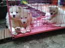 Tp. Hà Nội: Đàn samoyed 3 tháng tìm chủ mới CL1351355