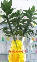 Tp. Hồ Chí Minh: Bán sản phẩm Đất màu sinh học- trồng cây cảnh trong nhà, cơ quan, sạch , đẹp CL1347327