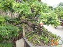 Tp. Hồ Chí Minh: Cung cấp cây Kiểng Cổ - Bonsai 0908382987 CL1409985P9