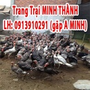 Tp. Hồ Chí Minh: Bán gà lôi, gà tây và cá hải tượng long LH: 0913910291(A. Minh) CL1338261