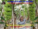 Tp. Hồ Chí Minh: cung cấp chuối già cấy mô CL1368138P9