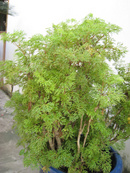 Tp. Hồ Chí Minh: rễ cây Đinh lặng- bồi bổ cơ thể, tăng sức đề kháng RSCL1702769