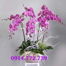 Tp. Hồ Chí Minh: Cửa hàng hoa lan hồ điệp | 0914. 772. 739| điện hoa tươi toàn quốc RSCL1150130