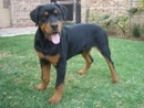 Tp. Hồ Chí Minh: Mua Chó Rottweiler 0977914331 (gặp Thành) CL1374334