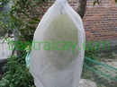 Tp. Hồ Chí Minh: Bán bao trái cây xoài, bưởi, mít, mận, ổi, cây bao trái, lồng hái trái, ... .. toà CL1570493