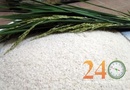 Tp. Hồ Chí Minh: Cung cấp gạo ngon đặc sản CL1372737
