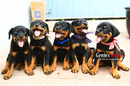 Tp. Hồ Chí Minh: HCM – Bán Rottweiler chất lượng cháu của Tas Flash Rouse giá phải chăng CL1387635