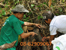 Tp. Hồ Chí Minh: Sản phẩm Nấm Lim xanh- Dùng để hỗ trợ điều trị ung thư tốt, tăng đề kháng RSCL1646629