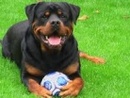 Tp. Hồ Chí Minh: Bán Chó Rottweiler 0977914331 (gặp Thành) CL1383502