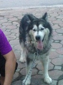 Tp. Hà Nội: Bán chó Alaska, màu ghi trắng, 2,5 tuổi CL1370823