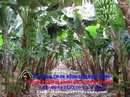 Tp. Hồ Chí Minh: cung cấp giống chuối Nam Mỹ CL1125257P10