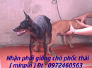 Tp. Hà Nội: Nhận phối giống chó phốc Minpin ( Miniature pinscher ) RSCL1170493