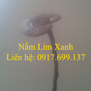 Tp. Hồ Chí Minh: Nấm Lim xanh và những điều kỳ diệu RSCL1695987