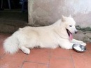 Tp. Hà Nội: Nhận phối giống chó Samoyed thuần chủng RSCL1507892