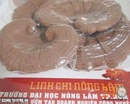 Tp. Hồ Chí Minh: Nấm Lịnh Chi - Nam Linh Chi (08) 6685 6669 CL1395166