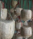 Tp. Hà Nội: Bán bịch nấm giống tự trồng tại nhà giá rẻ nhất thị trường 0989710115 RSCL1330993