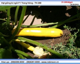 Hạt giống bí ngồi F1 Trang Nông - TN 288 Văn Phong