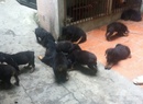 Tp. Đà Nẵng: Mua bán chó Rottweiler CL1407591