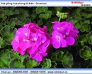 Tp. Hồ Chí Minh: Hạt giống hoa phong lữ thảo - Geranium Đặng Hồng Linh CL1418880