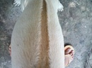 Tp. Hồ Chí Minh: Chó con phú quốc lưỡi đen 90% CL1418396