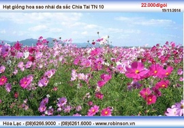 Hạt giống hoa sao nhái đa sắc Chia Tai TN 10 Nguyễn Văn Tới