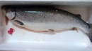 Tp. Hà Nội: Cá hồi nguyên con nhập khẩu từ Na Uy - 0989603612 CL1421749