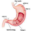 Tp. Hồ Chí Minh: Bệnh viêm loét dạ dày tá tràng và các phác đồ điều trị CL1427054