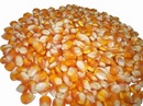 Tp. Hồ Chí Minh: Phân phối bắp hạt Việt Nam, Ấn Độ giá cạnh tranh RSCL1177992
